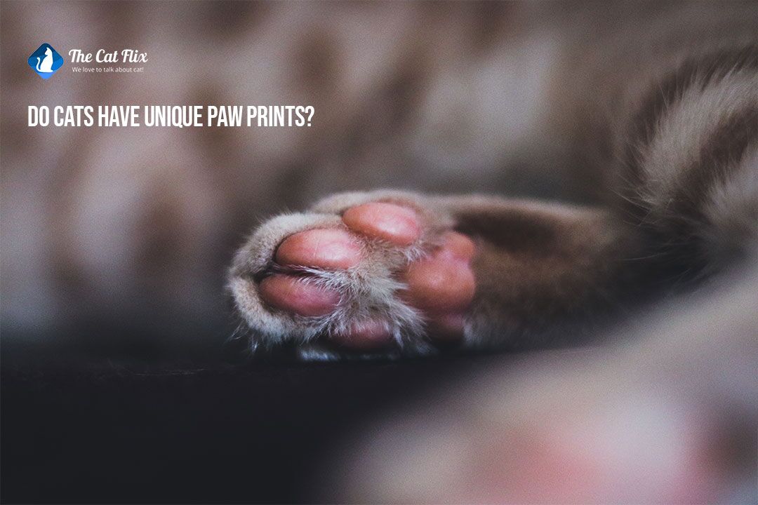 are dog paw prints like human fingerprints