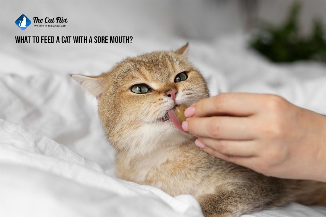 why-your-cat-needs-good-dental-care-homeless-to-housecats-cat-care