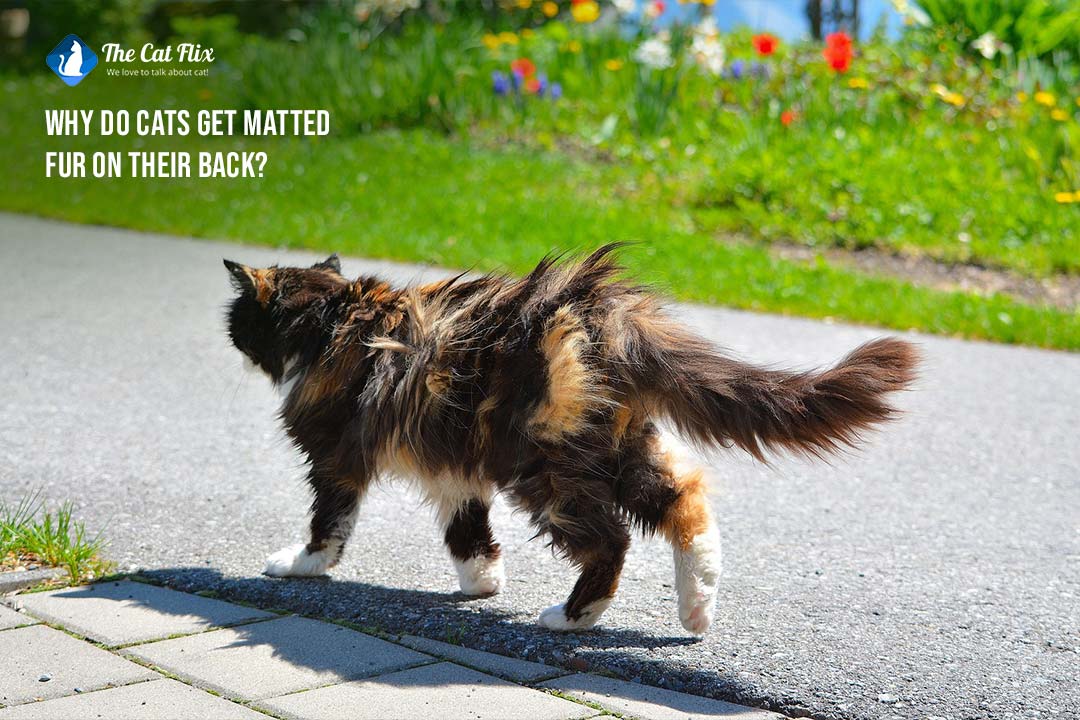 Why do cats get matted fur on their back The Catflix