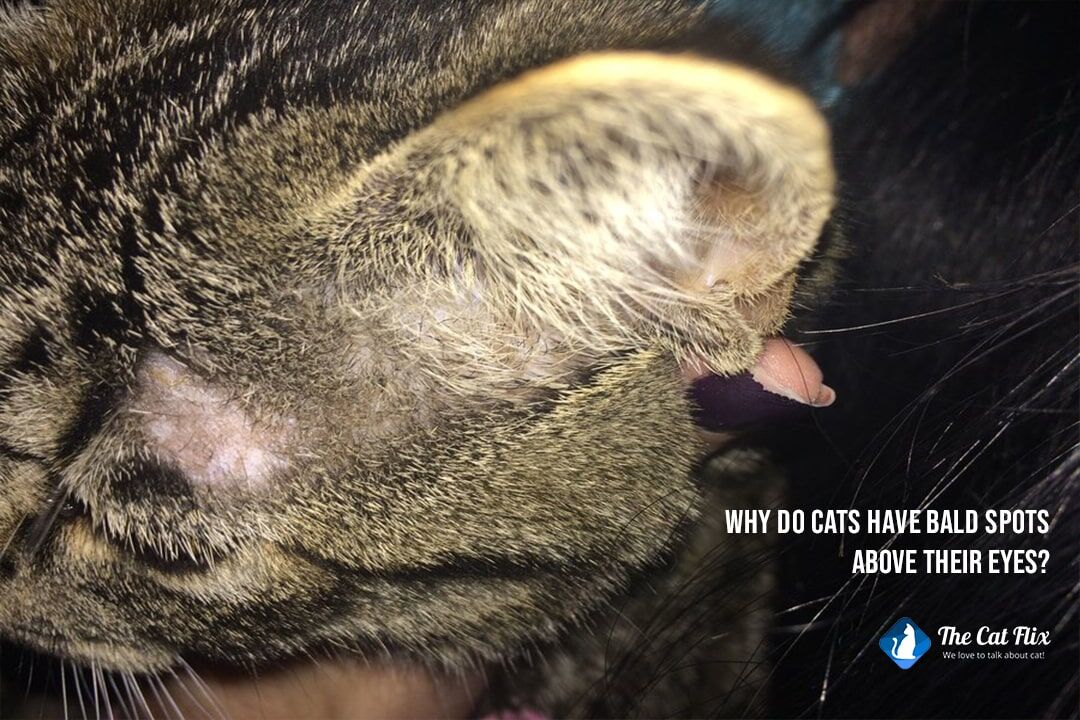 Why do cats have bald spots above their eyes The Catflix